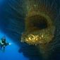 Các nhà khoa học phát hiện ‘linh hồn vực thẳm’ rùng rợn ở độ sâu 10.000 dưới lòng đại dương