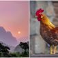 Sự thật đằng sau tiếng gà gáy: Con người đã đoán sai hàng ngàn năm nay