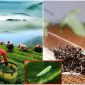 Kỳ lạ loại trà quý hiếm cứ bị bọ ăn là tăng giá gấp 13 lần, Việt Nam chỉ vài tỉnh trồng được