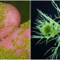 Những loài thực vật nhanh nhất thế giới, tốc độ phát tán tính bằng mili giây