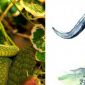25 ngày nữa hoa đào sẽ nở, những con giáp vướng bận tình duyên sẽ gặp được một nửa của mình