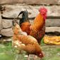 Bất ngờ việc phát hiện loài gà đang vui hay buồn qua tiếng kêu