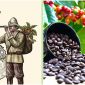 Ai là người mang cây cà phê đầu tiên về Việt Nam?