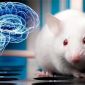 Điều gì sẽ xảy ra nếu sử dụng não chuột để phát triển mô não người?