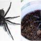 Phát hiện con nhện đực độc và lớn nhất thế giới có thể gây chết người trong tíc tắc