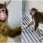 Cứ ngỡ chỉ có trong phim, con khỉ nhân bản đầu tiên trên thế giới sống sót và vẫn khỏe mạnh sau 3 năm
