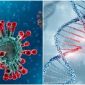 Phát hiện 1 loại virus nguy hiểm đang cư trú trong nhiễm sắc thể số 20 của con người