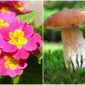 3 loài thực vật cực độc có thể tấn công chức năng sống của con người thông qua chất độc