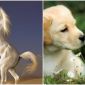 2 ngày nữa, 4 con giáp có cơ hội 'tái hợp' tình cũ, đường tình duyên nở rộ