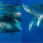 Lần đầu tiên bắt gặp hai con cá voi đực giao phối mãnh liệt giữa biển khơi và cái kết phũ phàng
