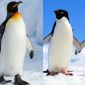 10 sự thật khó tin về chim cánh cụt: 'Đi nặng' 20 phút một lần, lặn hàng trăm mét