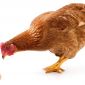 Con gà hay quả trứng có trước? Câu trả lời của nhà động vật học sẽ khiến nhiều người bất ngờ