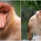 Bí ẩn về loài động vật xấu nhất thế giới, có chiếc mũi to giống ‘cậu nhỏ’ của đàn ông