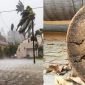 Một loại cây tại Việt Nam đứng vững trong siêu bão, chỉ cần nhắc tên ai cũng thấy quen thuộc
