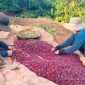 Giá cà phê hôm nay 31/3: Đầu tuần giữ phong độ chờ 'cơn sóng' tăng mạnh sắp tới