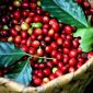 Giá cà phê hôm nay 1/4: Giảm kịch liệt, Việt Nam đang dần là nguồn cung cấp Robusta lớn nhất 