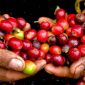 Giá cà phê hôm nay 6/4: Thấp lẹt đẹt, 'mác' nguồn cung Robusta hàng đầu của Việt Nam bị 'đe dọa'
