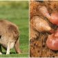 Tại sao con kangaroo có đến 3 âm đạo, 2 tử cung nhưng chỉ sinh 1 con duy nhất 1 lần?