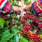 Giá cà phê hôm nay 29/4: Arabica tăng 'vọt' nhưng Robusta vẫn là 'chân ái' của người nông dân
