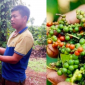 Giá tiêu hôm nay 8/5/2025: Người nông dân đón tin vui về giá tiêu trong nước