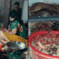 Bình Phước: Tiêu hủy gần 800kg thịt heo ôi thiu, nhiễm dịch tả lợn châu Phi không rõ nguồn gốc