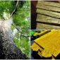 Ông lão nhặt được khúc gỗ đen sì khi đang chặt củi trên núi, sốc khi chuyên gia khẳng định là kho báu trăm tỷ