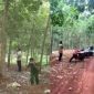 Đi tìm nấm, kinh hãi phát hiện thi thể treo lơ lửng trên cây cao su, hé lộ ảnh hiện trường gây 'ám ảnh'
