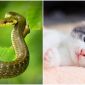 Từ ngày 28/5, 3 con giáp sau đây sẽ có nhiều may mắn, có cơ hội gặp được tình yêu đích thực