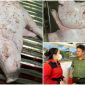 Xôn xao đơn tố cáo Công ty cổ phần Chăn nuôi C.P. Việt Nam bán heo, gà mắc bệnh, cơ quan chức năng vào cuộc
