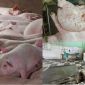 Tin sốc vụ Công ty C.P bị tố bán heo bệnh, lý do heo có dấu hiệu bất thường vẫn đóng dấu lưu thông