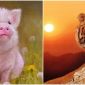 Từ ngày 11/6, cuộc sống của 3 con giáp sau sẽ có nhiều chuyển biến, may mắn đem đến tài lộc bất ngờ