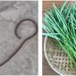 Sốc: Người dân phát hiện sinh vật lạ chưa từng thấy ngoe nguẩy trong rau muống, lãnh đạo Chi cục thủy sản thông tin nóng