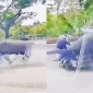 Tình hình của người phụ nữ bị trâu điên truy sát ở Thanh Hóa, 'thủ phạm' bị đưa ngay vào lò mổ