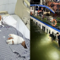Phép màu đến với người đàn ông mất liên lạc trong vụ lật tàu Quảng Ninh, vợ vỡ òa khi biết nơi chồng ở