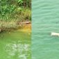Kinh hãi xác lợn chết trôi lềnh bềnh sông Lô, người dân lo lắng nguy cơ nước bị nhiễm bẩn 