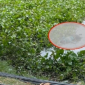 NÓNG: Đang vớt thi thể cô gái nhảy cầu, lực lượng chức năng sốc nặng khi phát hiện thêm 1 thi thể nam giới