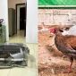 Chân dung gà lôi trắng khiến người đàn ông Nghệ An lĩnh 6 năm tù: Bà con nuôi các loài 'độc lạ' cảnh giác!