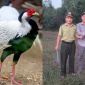 Gà lôi trắng quý hiếm bất ngờ bay lạc vào quán nước ở Huế, cách xử lý không ngờ của chủ quán 