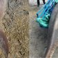 ‘Nàng tiên cá’ 300kg kiệt sức nằm ở bờ biển Côn Đảo, người dân nỗ lực cứu sống nhưng bất thành