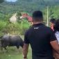 Trâu điên đoạt mạng bé gái 4 tuổi ở Nghệ An, xót xa trước hoàn cảnh gia đình thương tâm