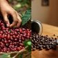 Giá cà phê hôm nay 18/9: Chỉ sau 1 đêm, thị trường cà phê bước vào giai đoạn ‘căng như dây đàn’