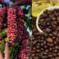 Giá cà phê hôm nay 24/9: Sau chuỗi tăng nóng, giá cà phê chìm trong sắc đỏ, người trồng lại 'đứng ngồi không yên'