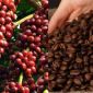 Giá cà phê hôm nay 27/9: Xuất hiện diễn biến bất ngờ về giá cà phê trong nước