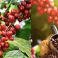 Giá cà phê hôm nay 29/9: Lại tăng dựng đứng, cà phê Tây Nguyên lập đỉnh mới, chạm đến ngưỡng khó tin