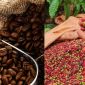 Giá cà phê hôm nay 1/10: Giá cà phê Tây Nguyên 'rực rỡ' giữ vững đỉnh, thị trường quốc tế hồi phục