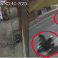 Camera ghi lại vụ trộm táo tợn ở Bình Dương: Tài xế ô tô bất lực khi bị 2 người đi xe máy trộm điện thoại trong tích tắc