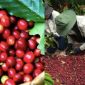 Giá cà phê hôm nay 3/10: Thả dốc sau chuỗi tăng 'khủng', nông dân thấp thỏm lo âu