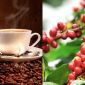Giá cà phê hôm nay 6/10: Diễn biến kỳ lạ, giá cà phê Tây Nguyên đi ngang dù thế giới giữ đà tăng