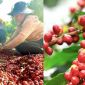 Giá cà phê hôm nay 7/10: Thị trường cà phê quay đầu giảm mạnh, chuỗi tăng nóng tạm hạ nhiệt