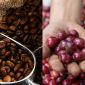 Giá cà phê hôm nay 8/10: Giá lao dốc ngoài dự đoán, thị trường nội địa và quốc tế cùng 'đỏ lửa'